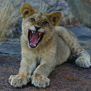 serval-paws-blog-blog avatar