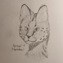 serval-sketches