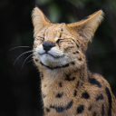 servalspots avatar
