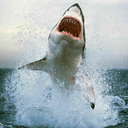 sharkattack13