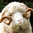 sheepgirlmaidtummy