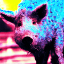 sheepswine-blog