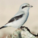 shrike-without-a-thorn