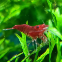shrimp-propaganda