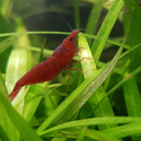 shrimpo-guy