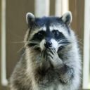 shy-raccoon