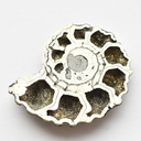 simbircite-ammonites-blog