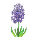 simply-hyacinth