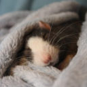 sleepdeprived-rat
