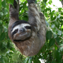 sloth-paradise