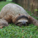 slothcritic1