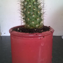 smallcutecactus