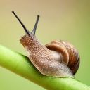 snail-care