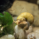 snail-mama