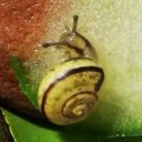 snailblogging