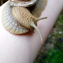 snails-against-depression