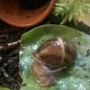 snailsearch