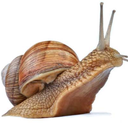 snailsinpails avatar