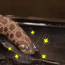 snake-drinking-gif-every-day