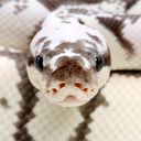snakesandreps avatar