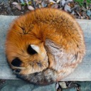 soft-tiny-fox
