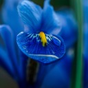 soul-eater-blue-flower-au