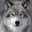 southernwolf16 avatar