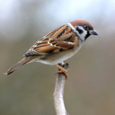 sparrow13sworld