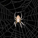spider-haven