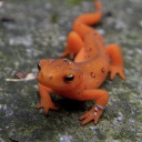 spotted-salamander