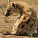 spotty-the-hyena