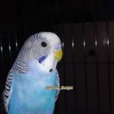 spring-budgie