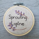 sproutinglupine