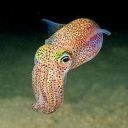 squidstalk