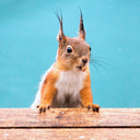 squirrellybusiness-blog