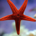 starfish-photography