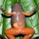 starry-dwarf-froggo