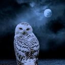 starry-white-owl
