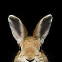 sticky-paw-bunny avatar