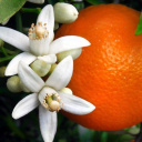 storges-orange-tree