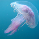 strange-jellyfish