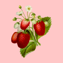 strawberry-roses-and-studies