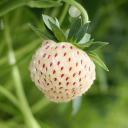 strawberryrock