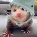 struggling-gay-opossum