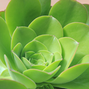 succulents-and-more-blog