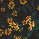 sun-flower-004-blog