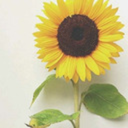 sunflower-anon