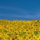 sunflower-auction