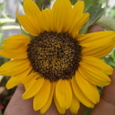 sunflower-fest