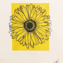 sunflower-lovenature